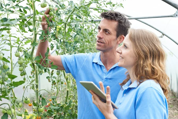Trabajadores agrícolas revisando plantas de tomate usando tableta digital —  Fotos de Stock