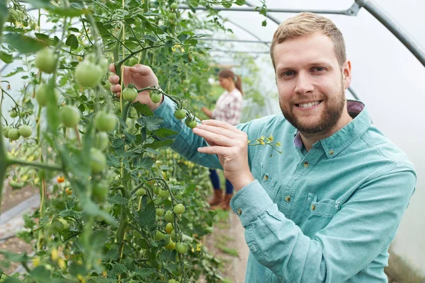 Bonde kontrollera tomatplantor i växthus — Stockfoto