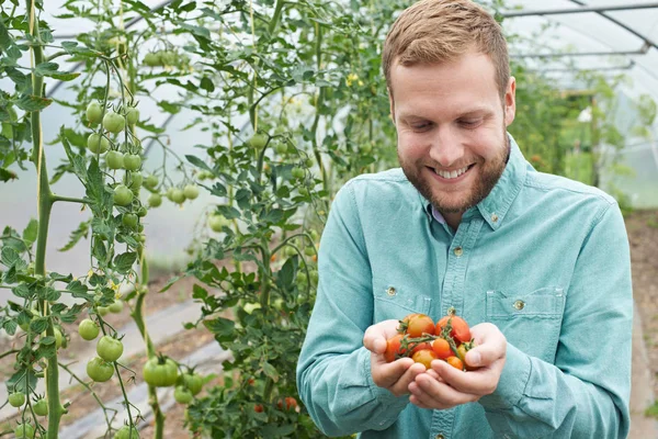 Hombre Trabajador agrícola Comprobación de plantas de tomate en invernadero — Foto de Stock