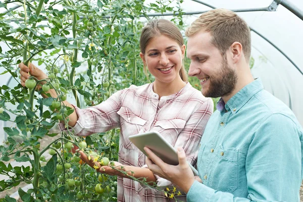 Jordbruksarbetare kontrollera tomatplantor som använder digitala tablett — Stockfoto