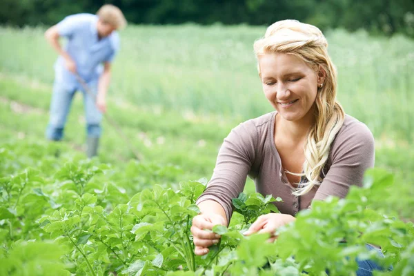 Pareja trabajando en el campo en granja orgánica — Foto de Stock