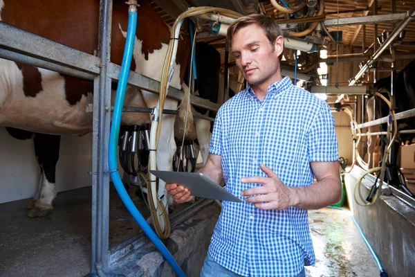 Rolnik prowadzący gospodarstwo mleczarskie za pomocą cyfrowego tabletu w dojeniu rzucić — Zdjęcie stockowe