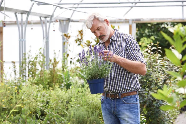 Mature Man Choosing Plants At Garden Center Stock Picture