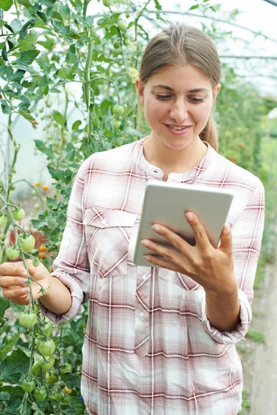 Científica femenina con tableta digital en invernadero investigando T — Foto de Stock