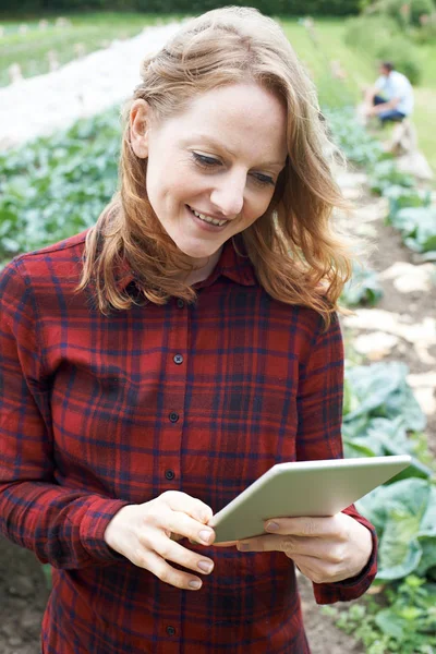 Trabajadora Agrícola Usando Tableta Digital Campo — Foto de Stock