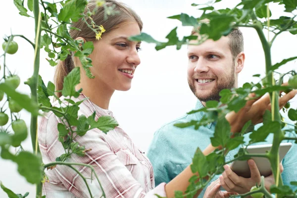 Jordbruksarbetare kontrollera tomatplantor som använder digitala tablett — Stockfoto