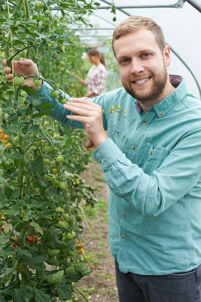 Bonde kontrollera tomatplantor i växthus — Stockfoto