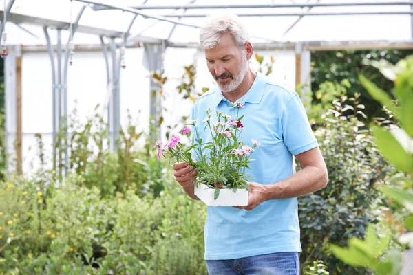 Samec zaměstnanec v Garden Center pořádání závodu — Stock fotografie