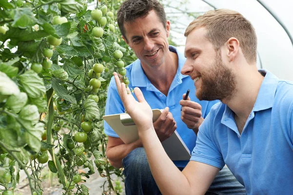 Работники сельского хозяйства проверяют томатные заводы с помощью цифрового планшета — стоковое фото