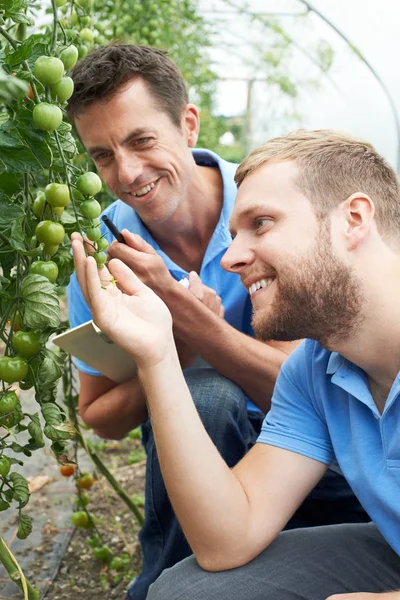 Trabajadores agrícolas revisando plantas de tomate usando tableta digital — Foto de Stock