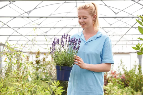 Kvinnlig anställd på Garden Center Holding lavendel växt i grönt — Stockfoto