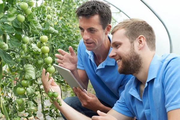 Werknemers in de landbouw tomatenplanten met behulp van digitale Tablet controleren — Stockfoto