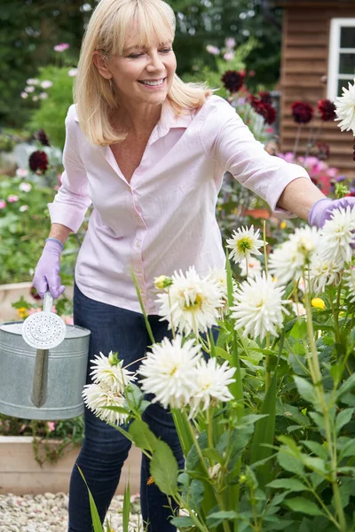 Donna Matura Che Innaffia Dahlia Fiori Giardino Casa Foto Stock Royalty Free