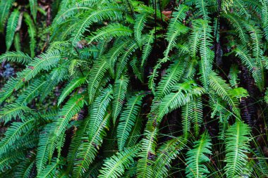 Yağmur ormanlarında eğreltiotu arka planı