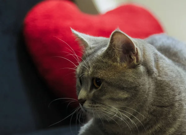 Güzel kedi aşkı bekliyor.