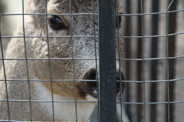 Hayvanların daha fazla özgürlüğe ihtiyacı var. Hayvanları korumak için dünyayı salla.