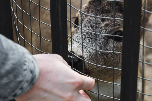 Hayvanların daha fazla özgürlüğe ihtiyacı var. Hayvanları korumak için dünyayı salla.