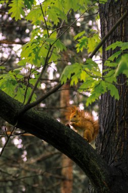 Kızıl Sincap Wildwood 'da ağaca tırmanıyor.