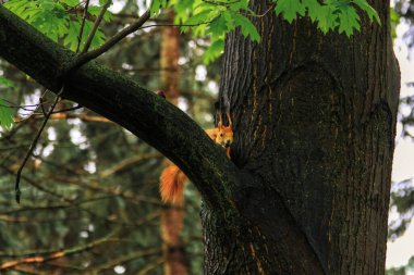 Kızıl Sincap Wildwood 'da ağaca tırmanıyor.