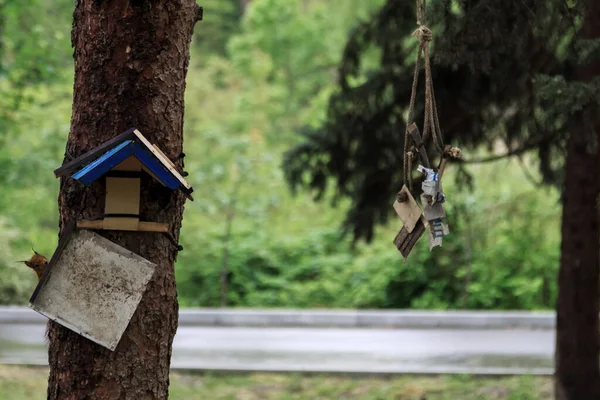 Küçük sincap kuş evinde yaşamak istiyor.