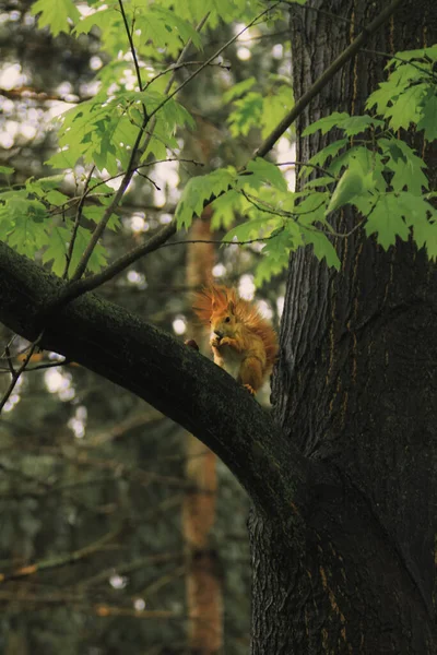 Red Squirrel climbs tree at Wildwood