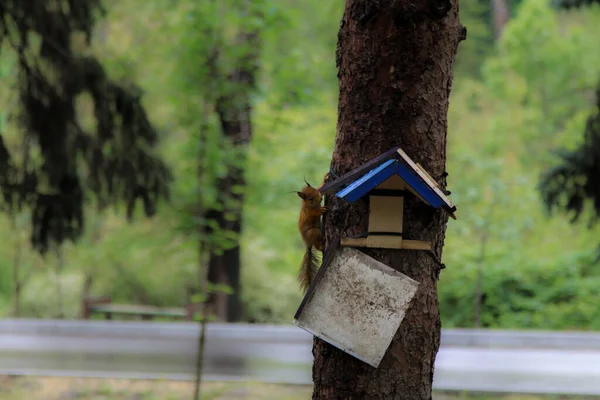Küçük sincap kuş evinde yaşamak istiyor.