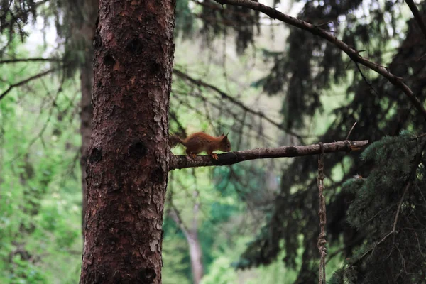 Küçük sincap ormanda iyi vakit geçiriyor.
