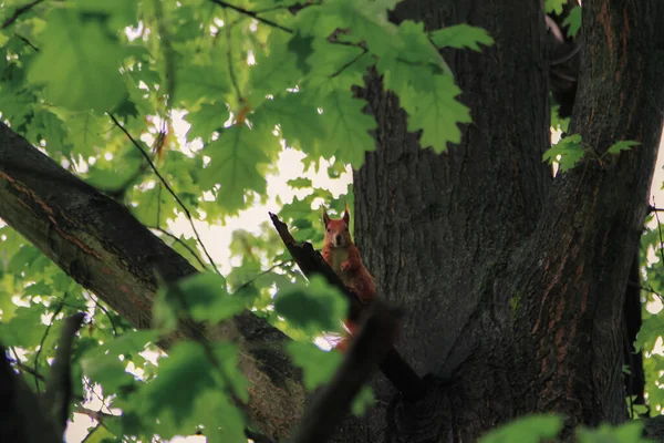Kızıl Sincap Wildwood 'da ağaca tırmanıyor.