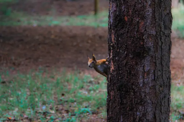 Red Squirrel Climbs Tree Wildwood — Stock Photo, Image