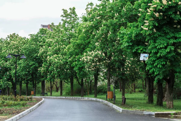公園と新鮮な空気の中の美しい道路 — ストック写真