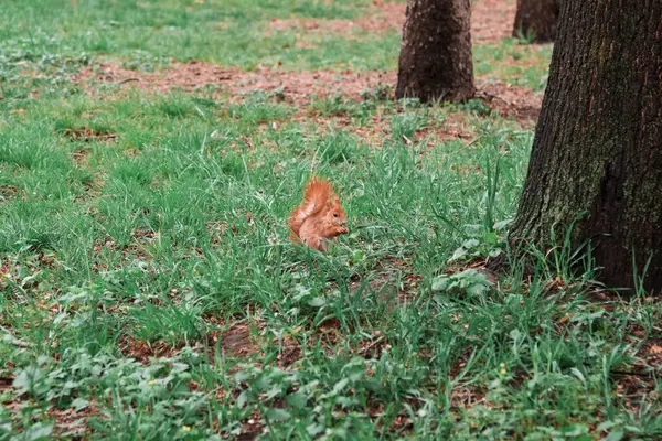 Fındık bekleyen kırmızı sincap.