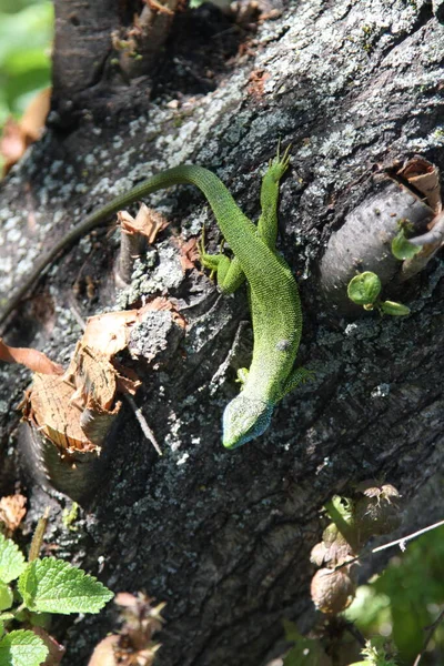 Ağaçtaki yeşil kertenkele