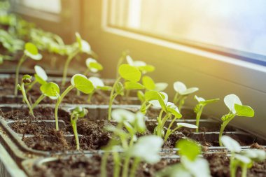 Pencere kenarındaki genç çiçek fideleri Güneş ışığına uzanır.