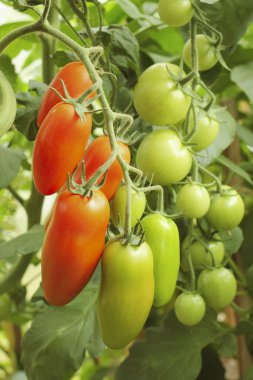 Bir seranın dalında yetişen olgun domatesler..