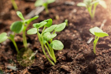 Yeşil çiçek filizleri ışığa ulaşır. Makro.