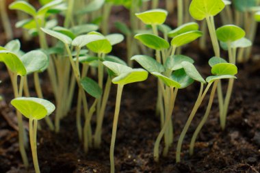 Genç yeşil filizler topraktan çıktı..