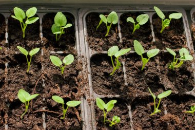 Tepside yeşil salatalık tohumu