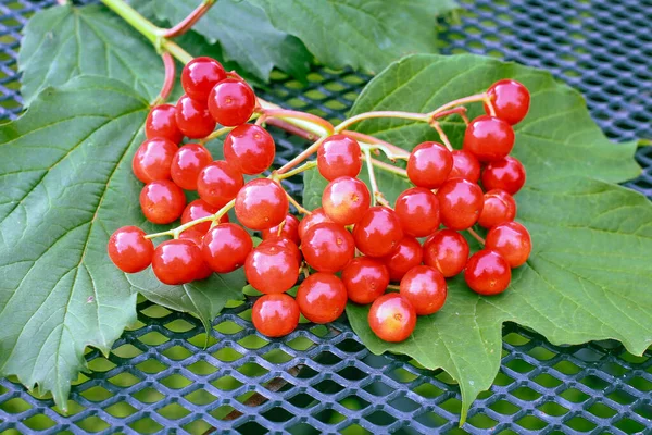 Plucked bunch of red viburnum — Stock Photo, Image