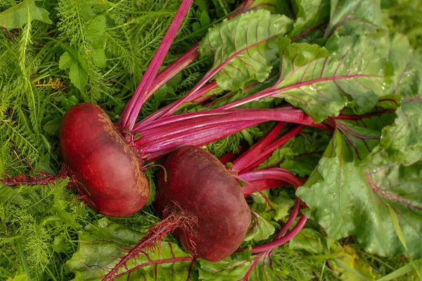 Red beets are lying in the garden on the grass.