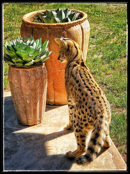 Serval Zoek Naar Hagedis Zimbabwe — Stockfoto