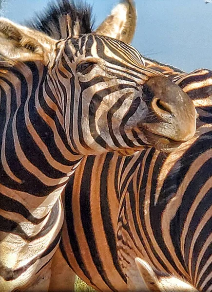 Zebras Rietviel Nature Reserve South Africa — Stock Photo, Image