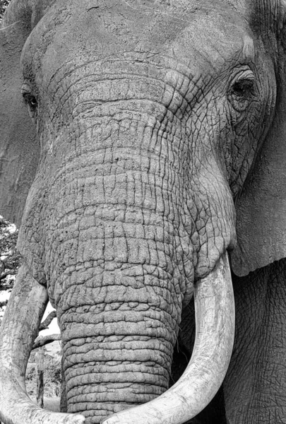 Face Éléphant Noir Blanc — Photo