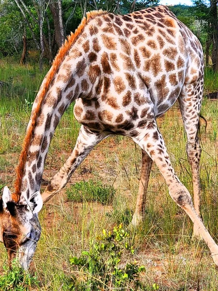 Giraffe Dining Zimbabwe — Stock Photo, Image