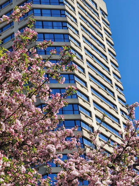 花卉树木及高楼大厦 — 图库照片