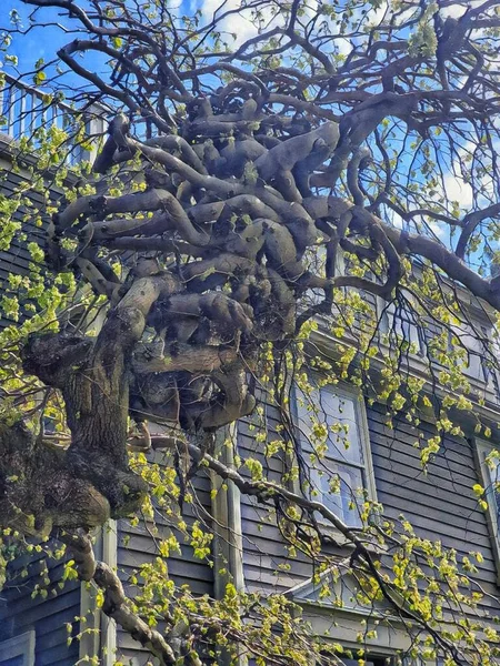 Clapboard Binasının Önündeki Buruşuk Ağaç — Stok fotoğraf