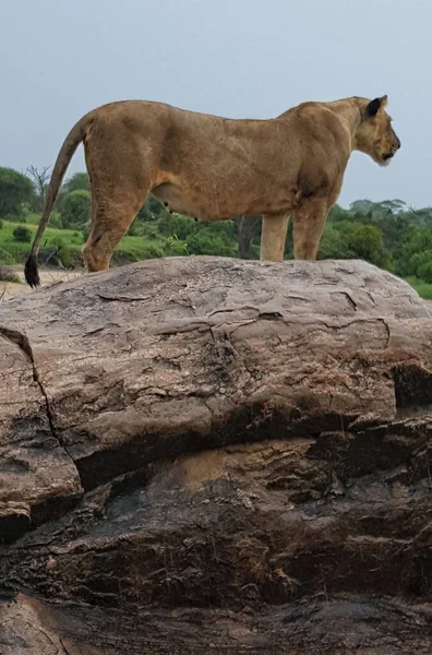 Lioness Watching Boulder — Stock Photo, Image