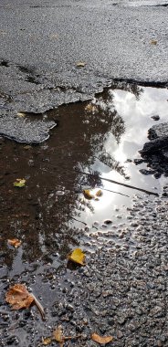 Su birikintisindeki ağaçların yansıması