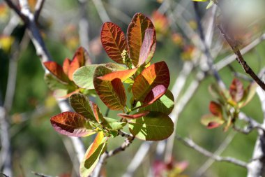 Bahar tomurcukları açılıyor ve işte ilk yapraklar.