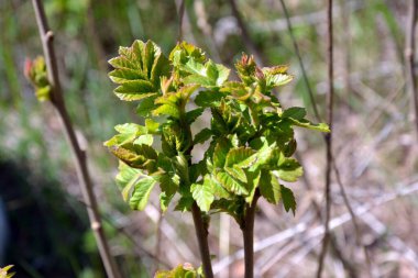 Genç yapraklar güneşe uzanır