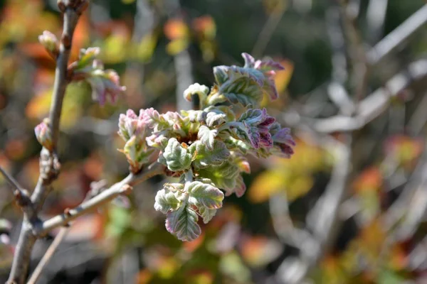 Bahar, taze yeşilliklerle yeni yapraklar büyür..